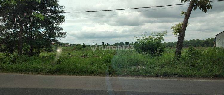  Tanah Industri Jl Raya Mantup Desa Pelang Mantup  Lamongan 1