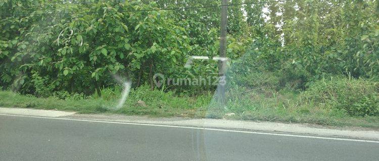 Tanah Raya Jati langkir Tikung Lamongan 1