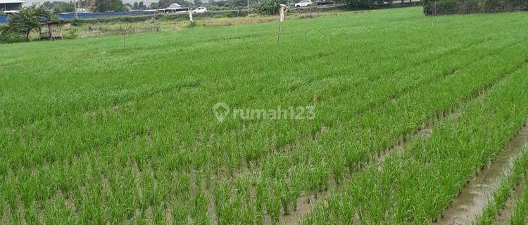 DIJUAL TANAH SAWAH KARAWANG TIMUR 1