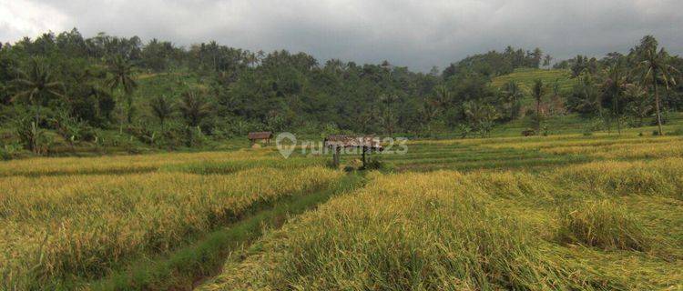 Tanah di subang jawa barat 1