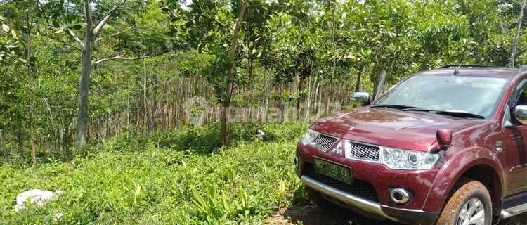 Tanah 7 ha ditanami pohon produksi Garut Jawa Barat 1