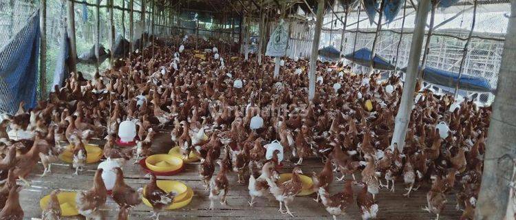 Peternakan Ayam Petelur Desa Kemiri – Tangerang 1