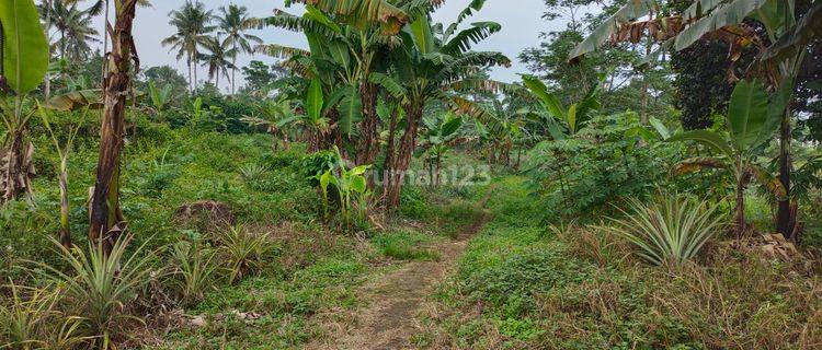 Tanah matang Cagak, Subang..lokasi strategis, hny 300mtr dr jalan raya besar. Akses jalan 2 mobil, bs utk perumahan 1