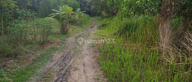 Dijual Tanah Murah Di Jl. Limbungan Ujung/Rumbai - Pekanbaru 1