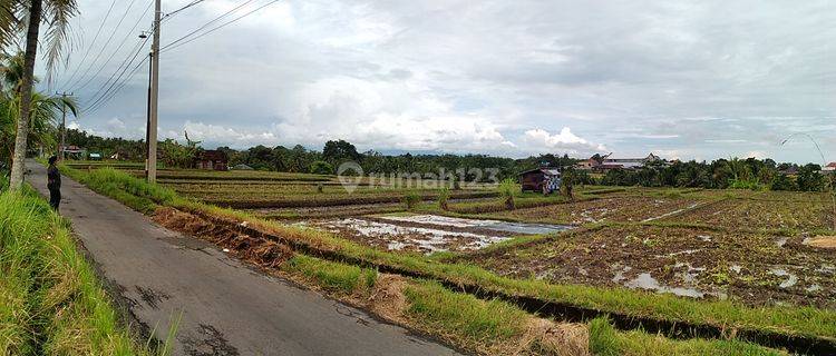 Tanah View Sawah Dekat Rencana Jalan Tol 1