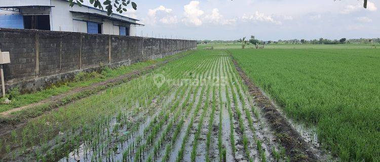 Tanah Industri di Nol Jalan Propinsi Rejoso Nganjuk 1