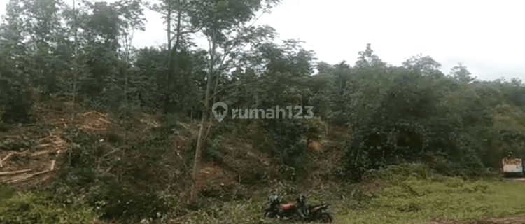 Lahan Tanah Murah Siap Bangun Luas 1Ha Di Gunung Kencana Lebak Banten 1