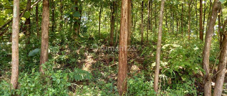 Tanah Sukoharjo Dekat Waduk Mulur Cocok Untuk Inves atau Perumahan 1