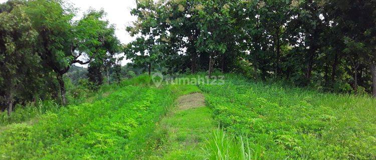 Beautiful Land suitable for agrobusiness and villa 1