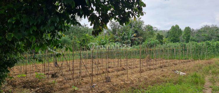 Tanah di Ogan Komering Ilir Pemulutan, Palembang 1