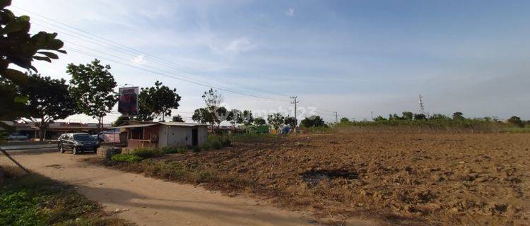 Tanah kebun terbanggi besar. Lampung tengah. Masih produktif. Dikelilingi oleh perusahaan perusahaan perkebunan besar. Sangat prospektif 1