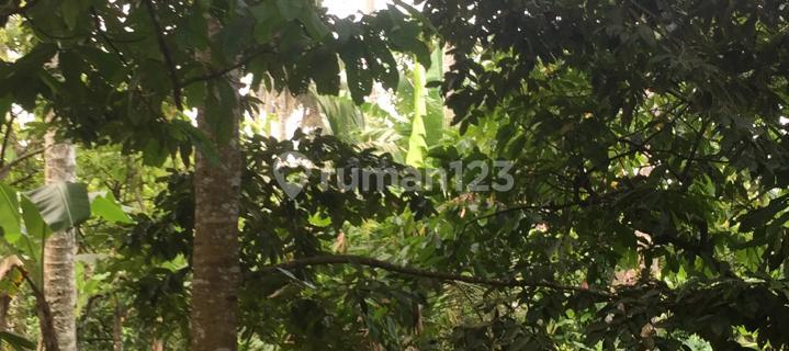 Tanah kebun cantik super super murah dipinggir jalan hotmix 1