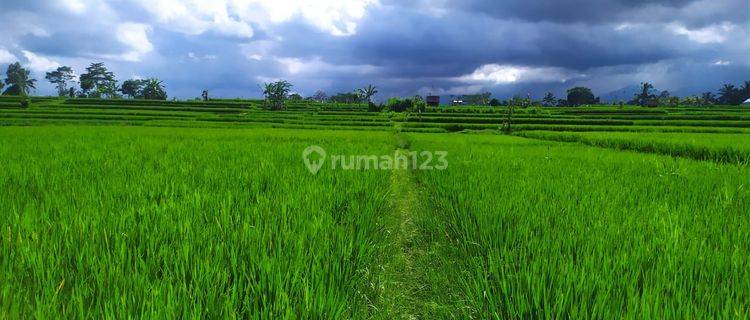 Tanah view sawah gunung cantik pinggir jalan mobil papasan 1