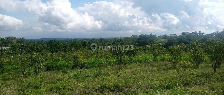 Strategic land on the side of the main road in Sekardadi Bangli 1