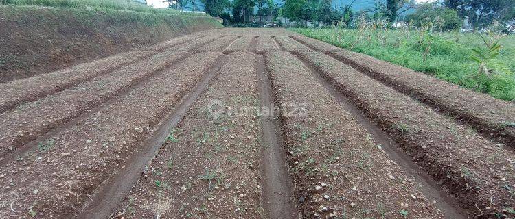 MURAH! Tanah Kebun Samping Jalan Strategis Jl. Raya Cipanas - Cianjur 1