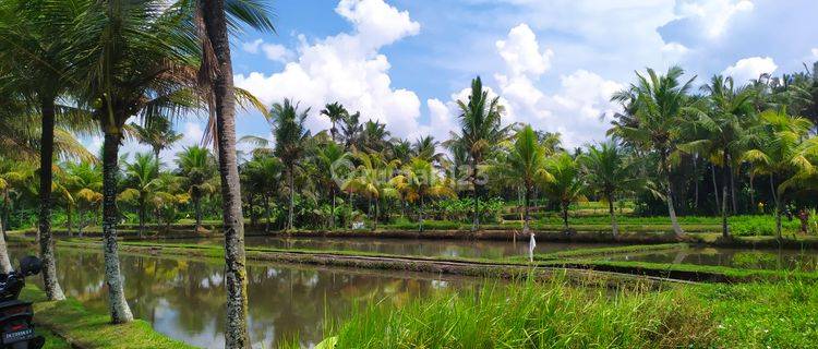 Tanah kavling view cantik cocok villa dekat kota gianyar 1