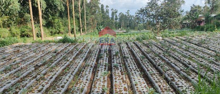 Tanah Cocok Untuk Agro Bisnis Parongpong Lembang Bandung Barat 1