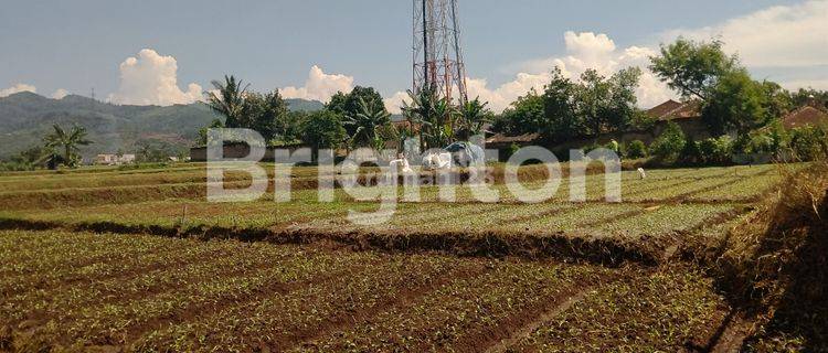 LADANG PRODUKTIF DEKAT VILA KOSONG 1