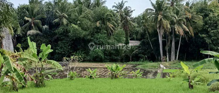 Tanah di Kedungu view sawah 15 menit dari Canggu Bali 1