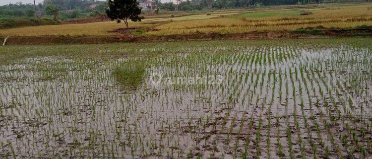  tanah di serang sawah kragilan Luas tanah 50 ha 1