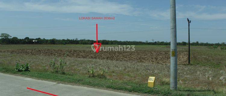 Tanah Sawah SHM Pecangaan Jepara Produktif  1