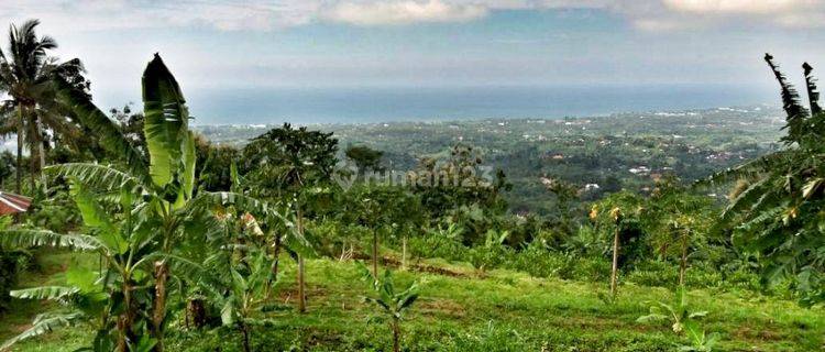 Reduced Price Land 1 Ha Seaview Singaraja Bali 1