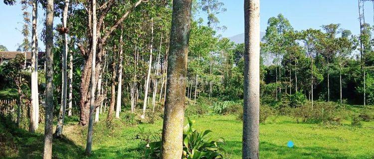 Tanah View Kolam Dan Pohon Jati Di Garut  1