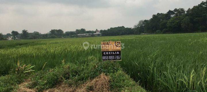 Dijual tanah sawah Palasari Legok Tangerang 1