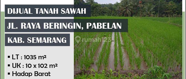 Dijual Tanah Sawah Di Raya Beringin 1