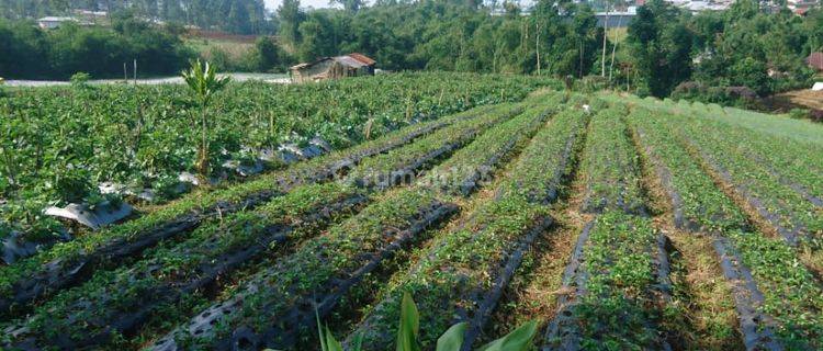 Tanah Asri Alami kompleks wisata Serang Karangreja Purbalingga 1