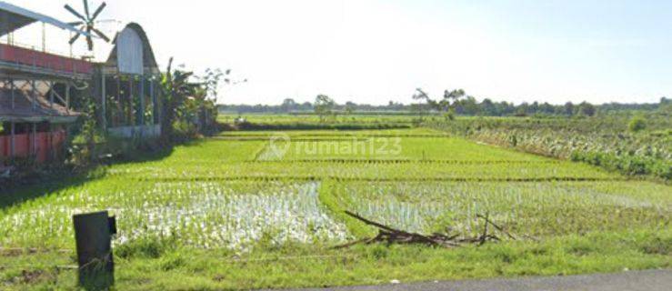 DIJUAL CEPAT TANAH SHM -SINDANG LAUT KAB.CIIREBON 1