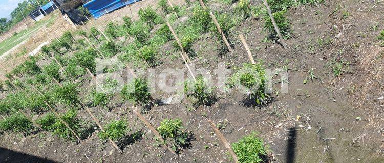 Tanah Luas 24HA Percut sei Tuan 1