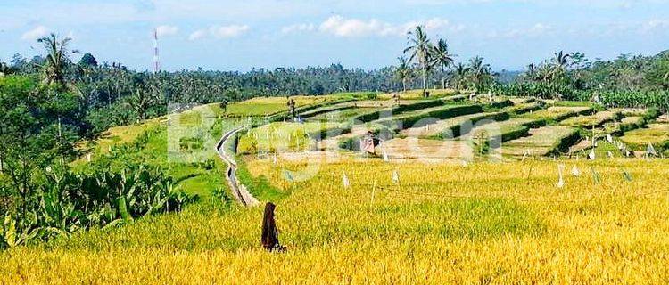 TANAH DI UBUD LUAS DENGAN VIEW MENAKJUBKAN DAN MENARIK 1