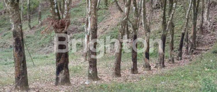 TANAH PERKEBUNAN KOPI DAN KARET PRODUKTIF DI SUKORAMBI JEMBER BAGUS UNTUK WISATA 1