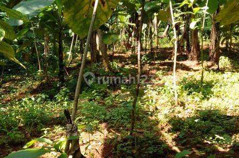 Kebun Jati Di Ciawi Gebang Kuningan 1