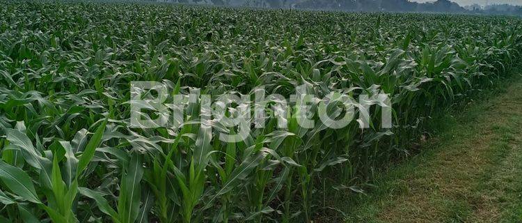 TANAH SAWAH LUAS PINGGIR JALAN RAYA 1