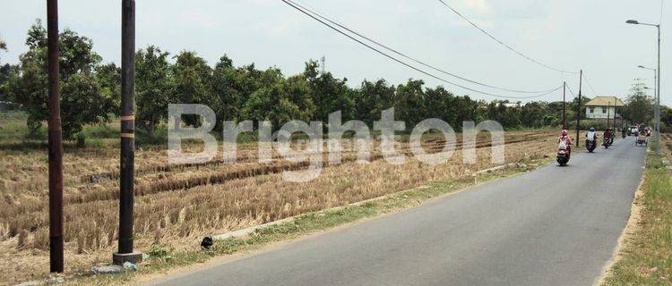 Lahan kebun mangga produktif  kab.mojokertoharga nego keras 1