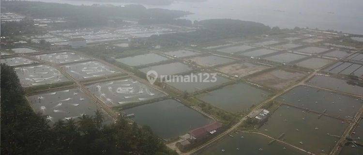 Tambak dekat pantai -  Padang Cermin 1