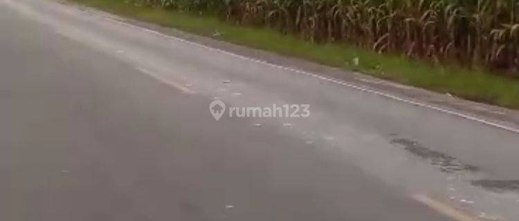 Lahan Pertanian Di Pulau Samosir 1