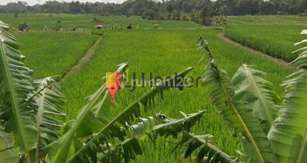 Land For Lease at Tabanan Area Close to Bypass Tanah Lot Road 1