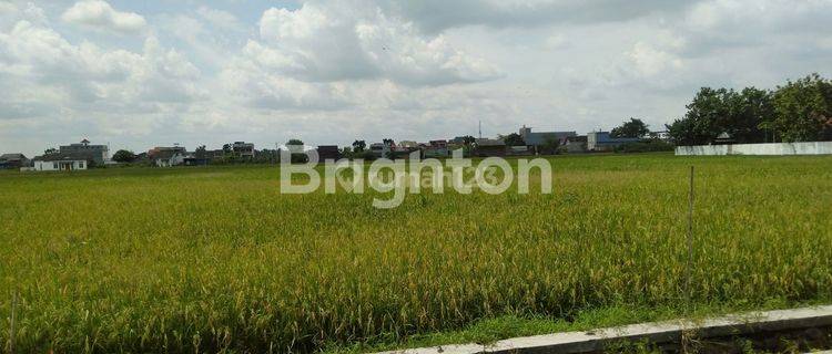 TANAH SAWAH DI DEKAT JALAN PROVINSI PERAK JOMBANG 1