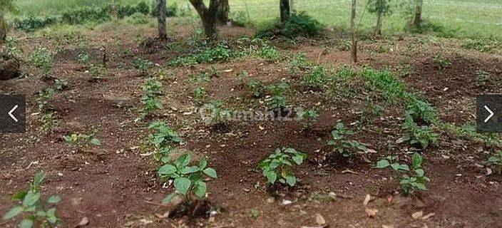 Tanah Di Jalan Cagak Subang Cocok Untuk Berkebun Atau Untuk Cluster Perumahan 1