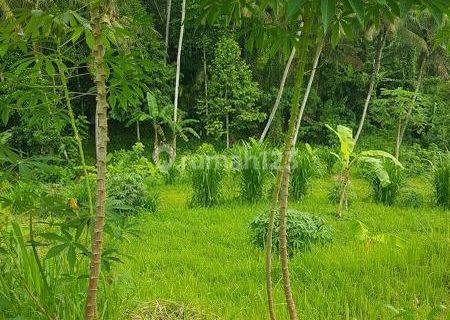 Tanah 3000 m2 Lokasi di Tabanan Bali, Sertifikat Hak Milik. 1