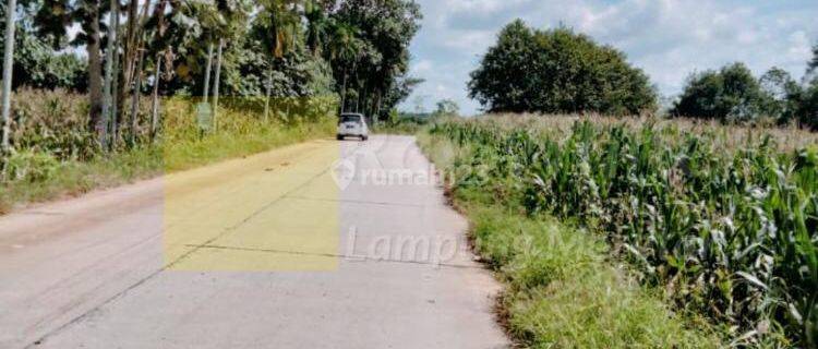 Lahan dijalan lintas Pesawaran-Beranti Desa Halangan Ratu Negeri Katon Lampung 1