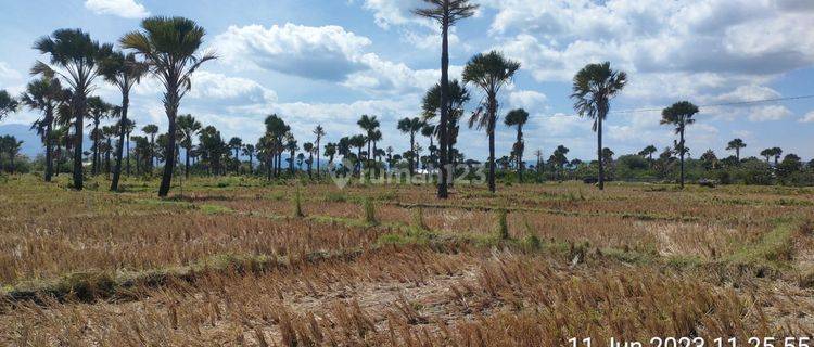 TANAH SAWAH STRATEGIS KABUPATEN KUPANG 1