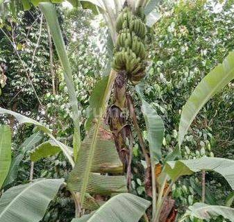 Tanah Cepat Dan Murah Tanah Desa Di Cileles Lebak Banten 1