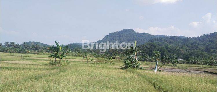 Tanah Strategis dan Potensial di Kampung Sawah Rumpin Bogor 1