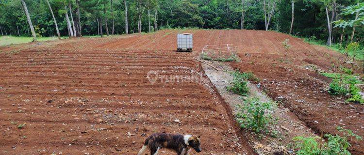 Tanah Kebun 3,8 H Di Sukabumi Cocok Untuk Ternak Ayam 1