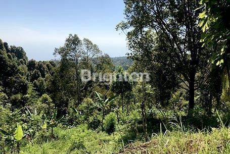 Clove Garden Land in the Madenan Buleleng area 1