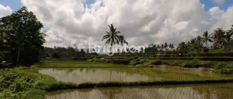 TANAH SUBUR VIEW SAWAH 1